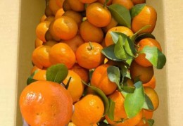 砂糖橘是什么梗最近大家都在跟风吃