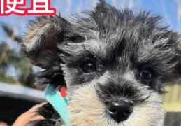 江苏为什么叫苏北狗 这个称呼到底有没有恶意