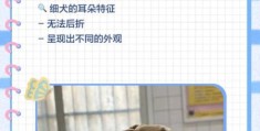 细狗和普通狗有什么区别 细狗的优缺点分析