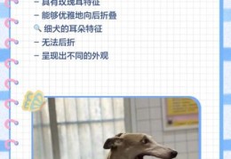 细狗和普通狗有什么区别 细狗的优缺点分析