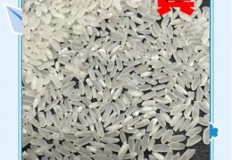 注水大米怎么分辨专家教你识别掺假大米技巧