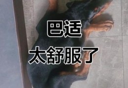 巴适是什么意思 四川方言巴适的几种常见用法