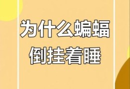 蝙蝠睡觉的姿势是倒挂着吗 为什么它们喜欢这样睡