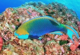 西沙群岛有什么鱼 带你认识这片海域的常见鱼类