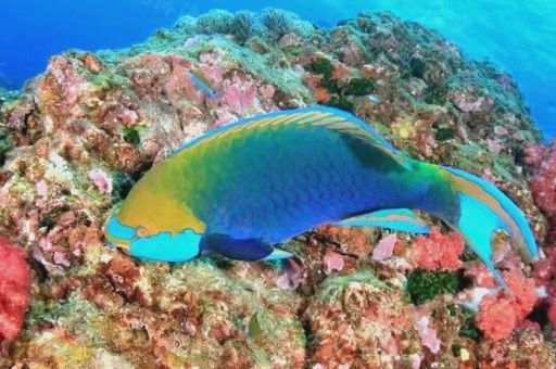 西沙群岛有什么鱼 带你认识这片海域的常见鱼类