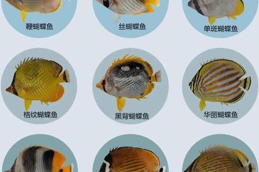 西沙群岛有什么鱼 带你认识这片海域的常见鱼类