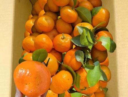 砂糖橘是什么梗最近大家都在跟风吃