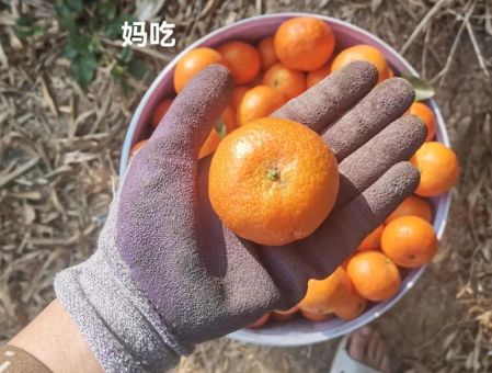 砂糖橘是什么梗最近大家都在跟风吃