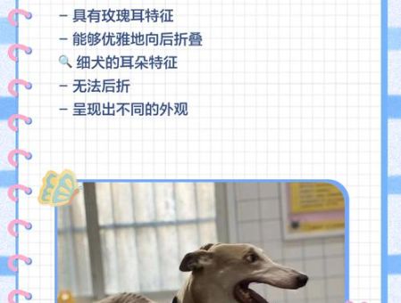 细狗和普通狗有什么区别 细狗的优缺点分析