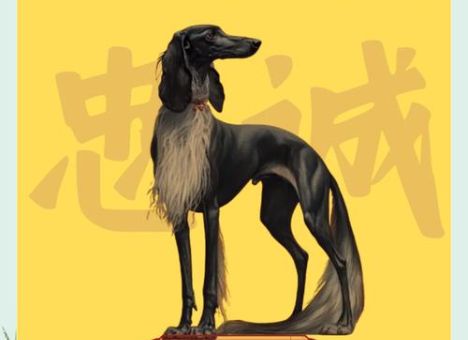 细狗和普通狗有什么区别 细狗的优缺点分析