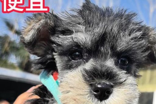 江苏为什么叫苏北狗 这个称呼到底有没有恶意