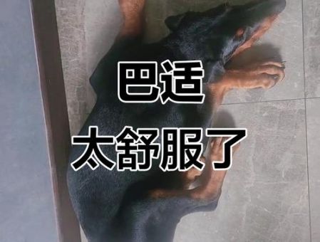 巴适是什么意思 四川方言巴适的几种常见用法